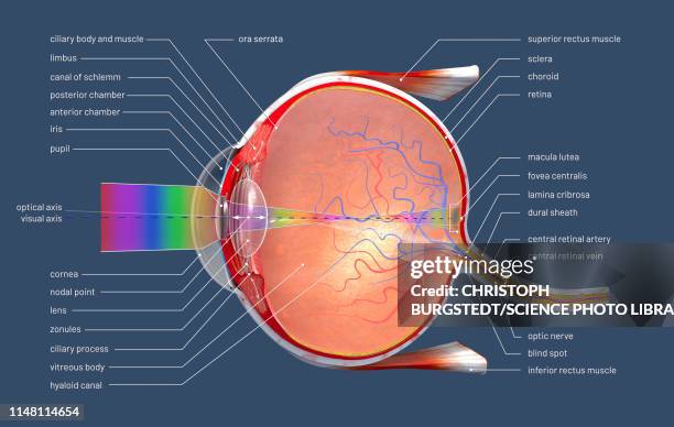 human eye, illustration - eye cross section stock illustrations