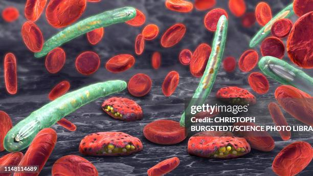 malaria, illustration - plasmodium stock-grafiken, -clipart, -cartoons und -symbole