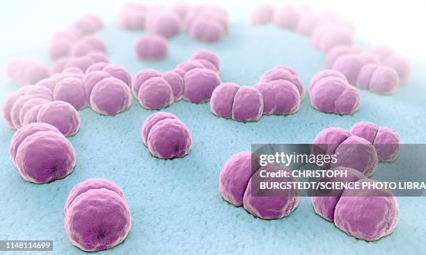 stockillustraties, clipart, cartoons en iconen met meningococcus bacteria, illustration - neisseria gonorrhoeae