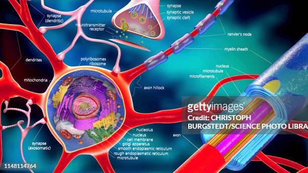 nerve cell, illustration - sensory nerve fibers stock illustrations