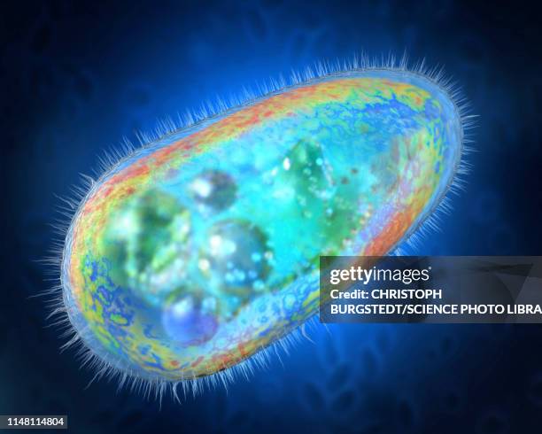 13,615 Protists Stock Photos, High-Res Pictures, and Images - Getty Images