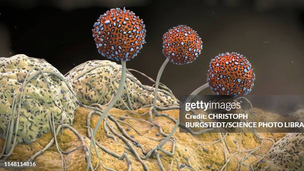 mildew, illustration - aspergillus fungus stock illustrations
