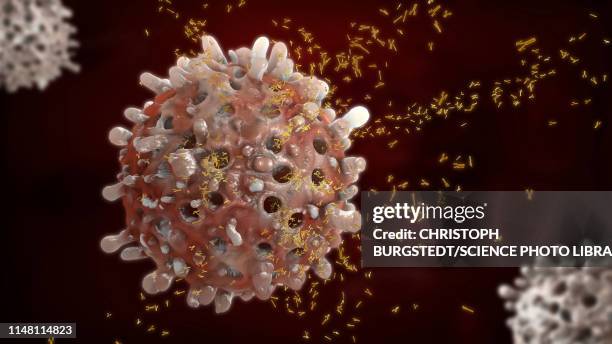 b cells and antibodies, illustration - b cell stock illustrations