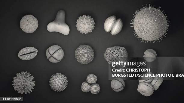 pollen grains, illustration - hay fever stock illustrations