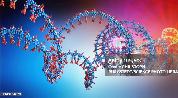 nucleic acid, illustration - transkription stock-grafiken, -clipart, -cartoons und -symbole