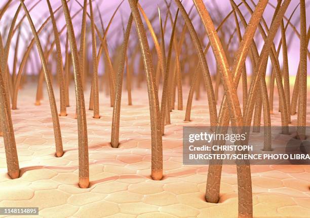 human skin, illustration - stratum corneum stock illustrations