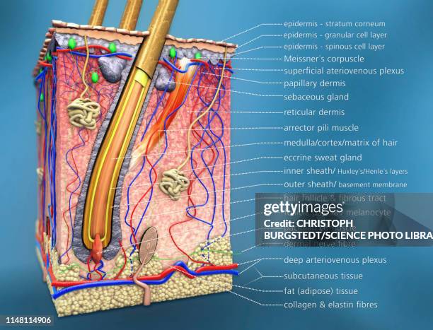 human skin, illustration - hair follicle stock illustrations