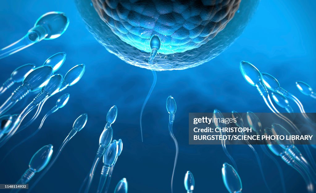 Fertilisation, illustration