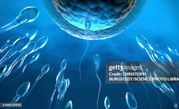 fertilisation, illustration - human fertility stock pictures, royalty-free photos & images