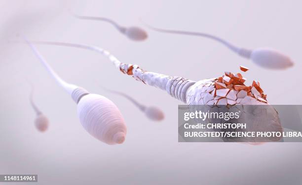 damaged sperm, illustration - sperm stock illustrations
