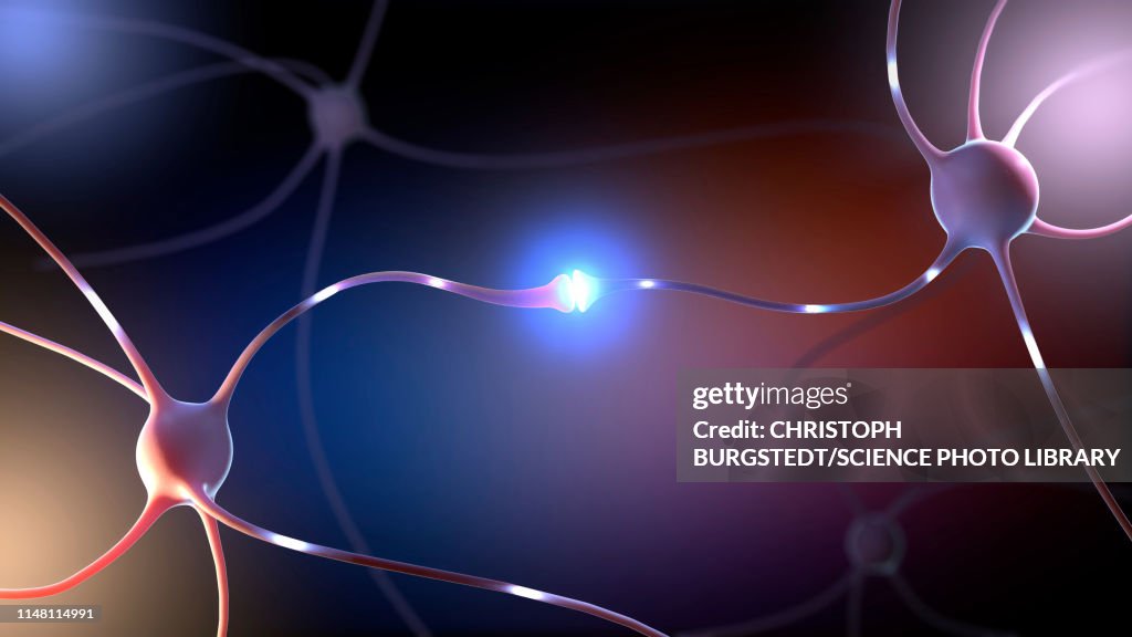 Nerve cells, illustration