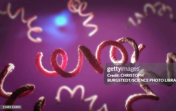 syphilis bacteria, illustration - treponema pallidum imagens e fotografias de stock