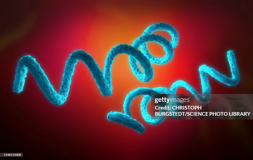 Syphilis bacteria, illustration