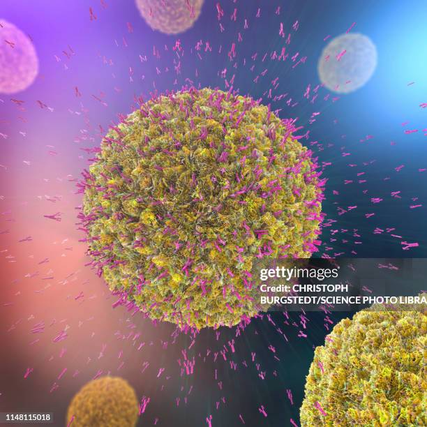 antibodies attacking virus particles, illustration - b cell stock pictures, royalty-free photos & images