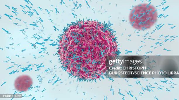 antibodies attacking virus particles, illustration - b cell stock pictures, royalty-free photos & images