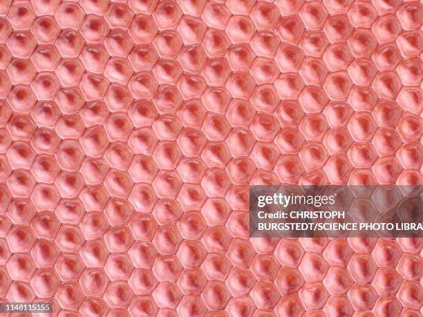 cells, illustration - human skin layer stock illustrations