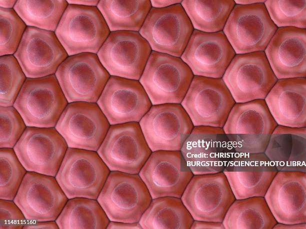 cells, illustration - tissue anatomy stock illustrations