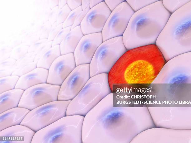ilustraciones, imágenes clip art, dibujos animados e iconos de stock de cells, illustration - membrane