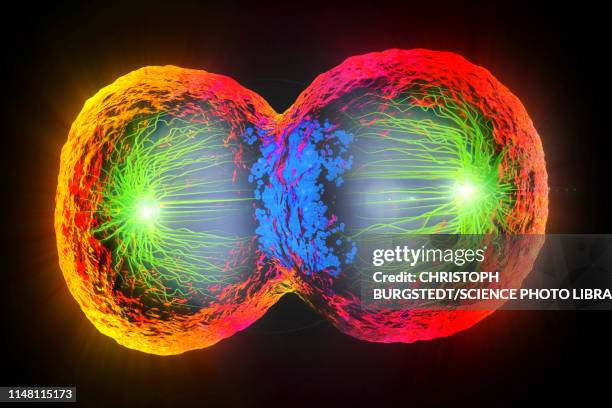 dividing cell, illustration - chromosome stock illustrations