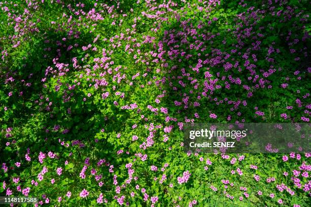 springtime and flowers are blooming - periwinkle flower stock pictures, royalty-free photos & images