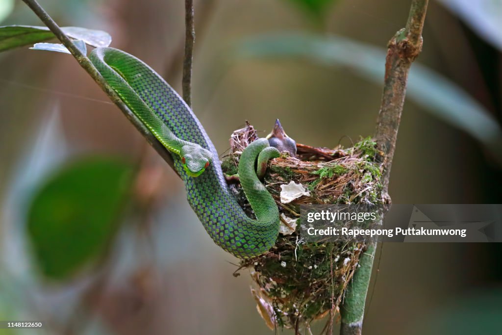 Green Pit Viper Trimeresurus full up after ate chick birds in the nest