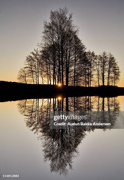 A Perfect Reflection Of A Tree With A Sunset High-Res Stock Photo ...