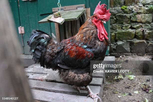 The rooster "Maurice" stands at Saint-Pierre-d'Oleron in La Rochelle, western France, on June 5, 2019. - A French court is set to rule on June 6,...