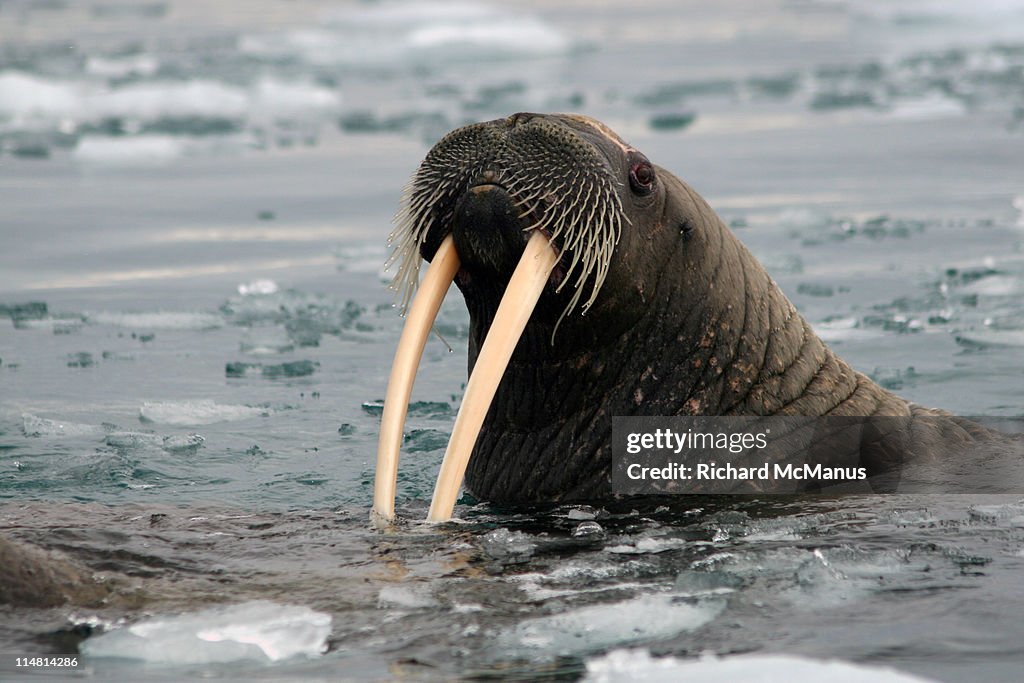 Norway,Svalbard