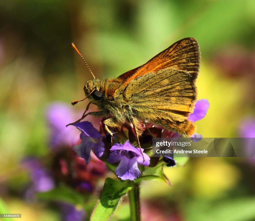 Large skipper
