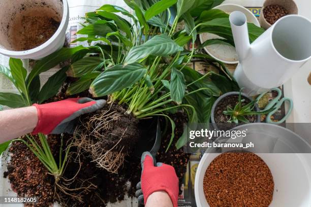 gardening, man is repotting plants - spathiphyllum stock pictures, royalty-free photos & images