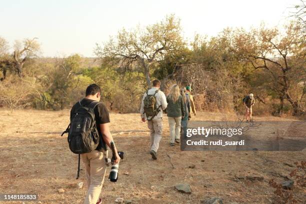bush walk in kruger national park - kruger national park stock pictures, royalty-free photos & images
