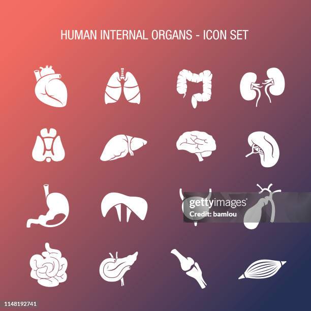 stockillustraties, clipart, cartoons en iconen met menselijke inwendige organen icon set koraal en navy gradiënt - human small intestine