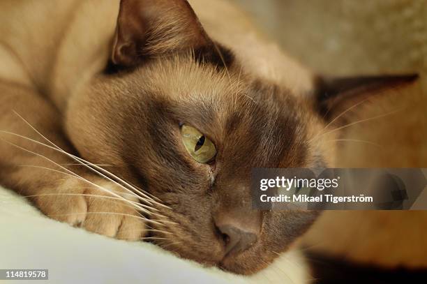 european burmese - burmese cat fotografías e imágenes de stock