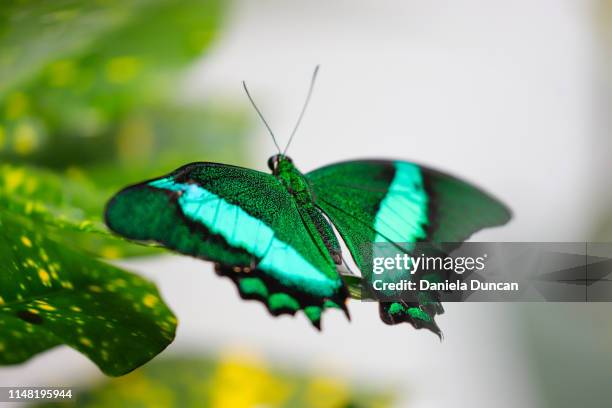 beautiful emerald swallowtail butterfly - papilio palinurus stock pictures, royalty-free photos & images