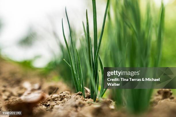 closeup of green onions in the garden in the countryside - bosui stockfoto's en -beelden