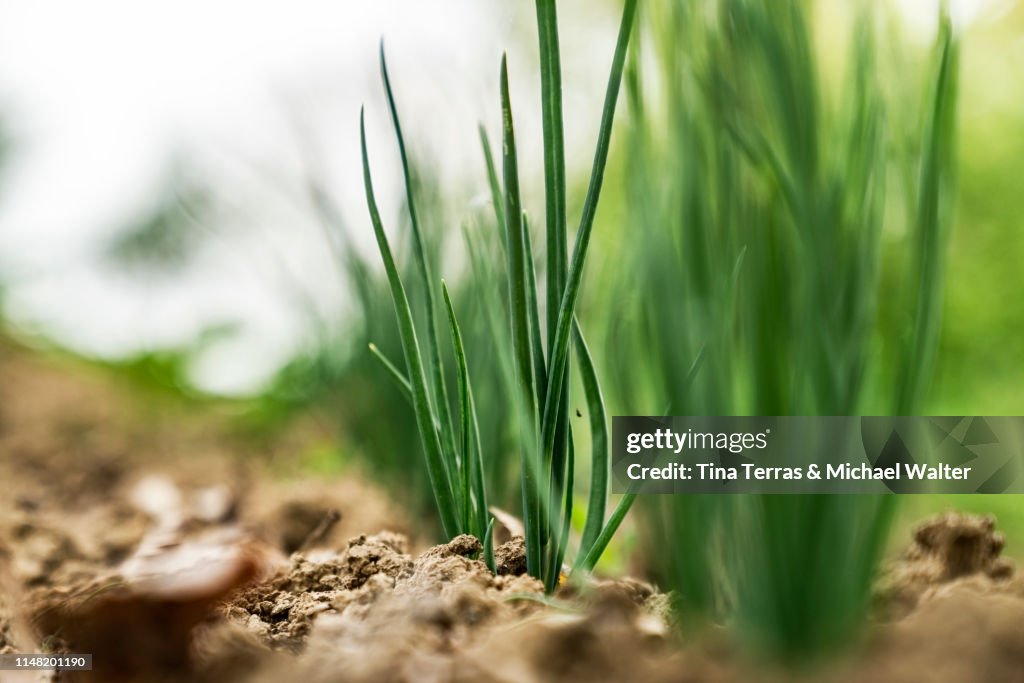 Closeup of green onions in the garden in the countryside