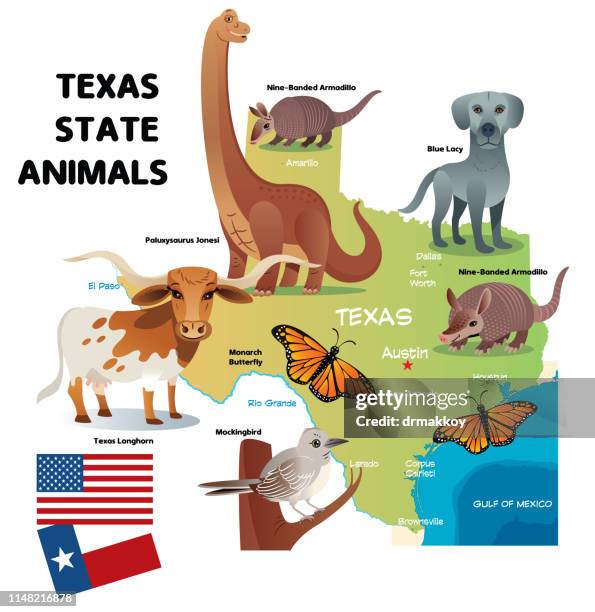 texas state animals - northern mockingbird stock illustrations