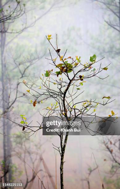 floral and flower of springtime - jacaranda stock pictures, royalty-free photos & images