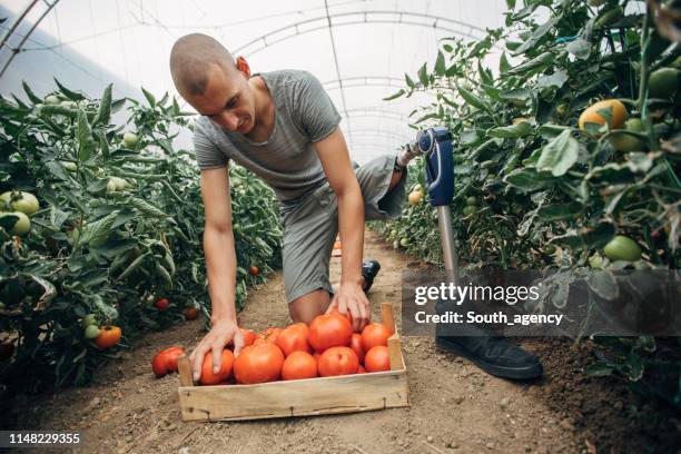 man picking tomato - amputee stock pictures, royalty-free photos & images