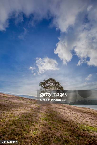 lonely tree on the grassland with beautiful of the sky and clouds - single tree stock pictures, royalty-free photos & images