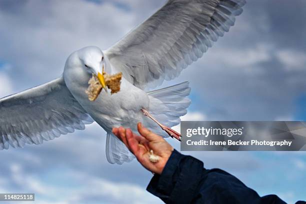 herring gull - herring gull stock pictures, royalty-free photos & images