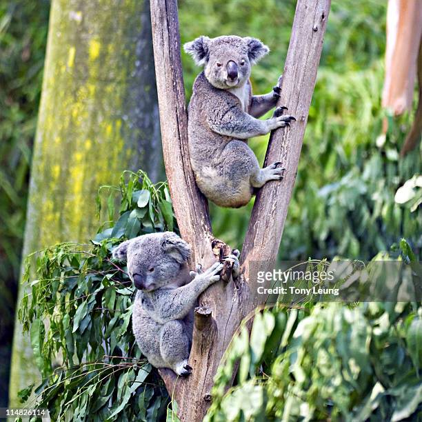 koala bears, guangzhou zoo - koala stock pictures, royalty-free photos & images