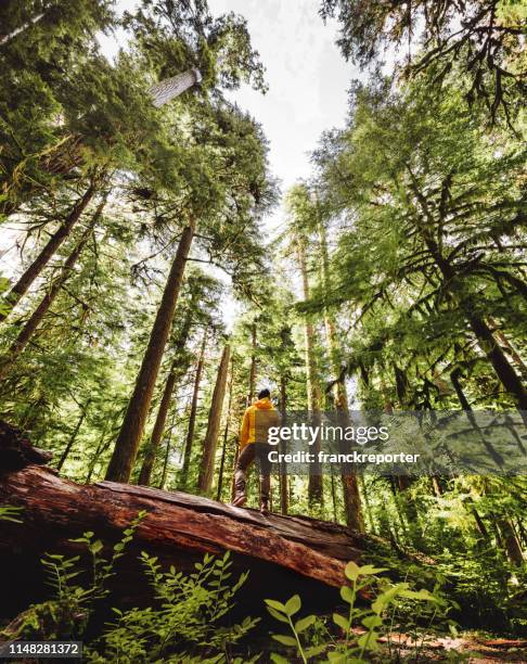 de mens van de vrijheid in de staat van washington - olympic national park stockfoto's en -beelden