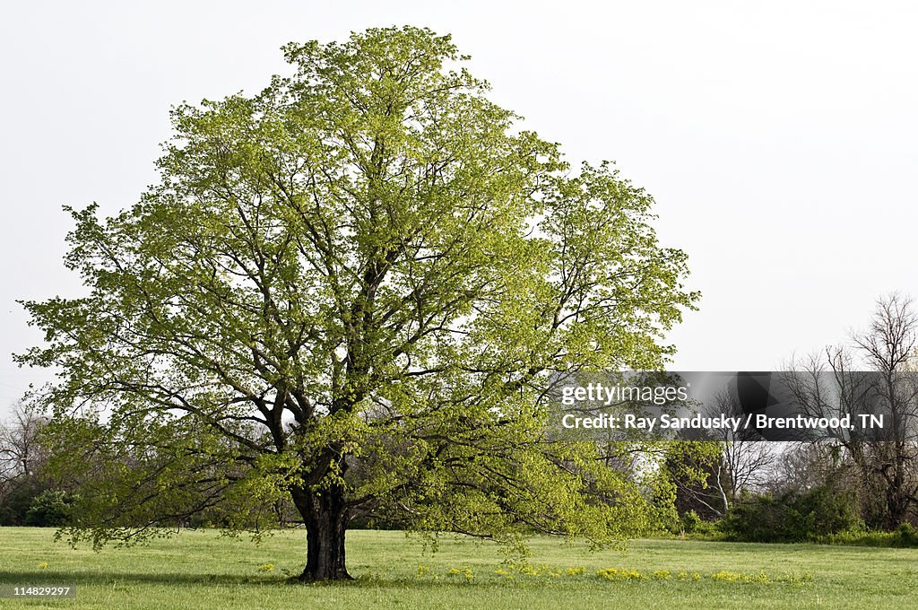 Spring Maple Sandusky High-Res Stock Photo - Getty Images