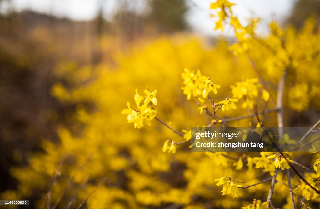 Close-Up Of Blooming Yellow Forsythia Suspense.