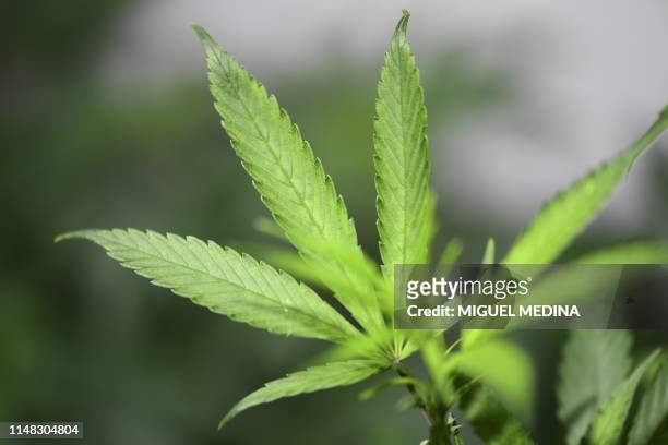 Picture taken on June 5, 2019 shows a female cannabis plant in a grow room at the "Hemp Embassy" store in Milan, one of the first shops in Italy...