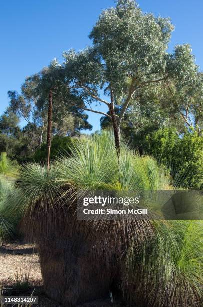grass trees and eucalyptus trees in the australian national botanic gardens, canberra, australian capital territory - glaucos photos et images de collection