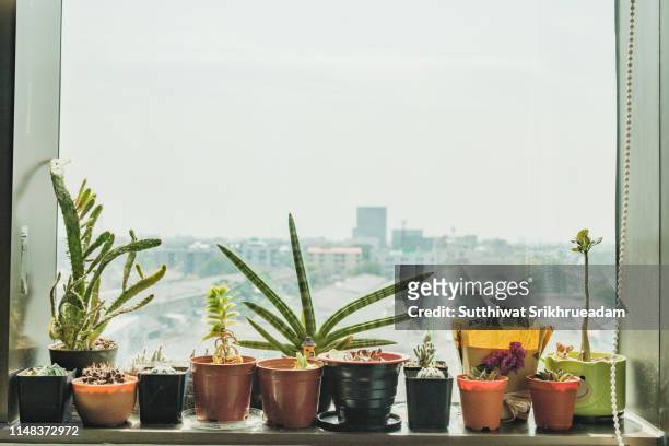 close-up of potted plant on window sill against sky in city - ledge stock pictures, royalty-free photos & images