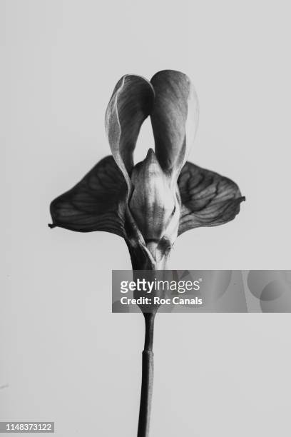 strange and beautiful - black and white flowers stockfoto's en -beelden