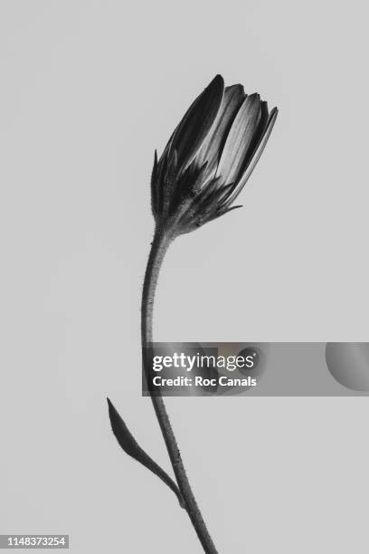 strange and beautiful - black and white flowers stock pictures, royalty-free photos & images